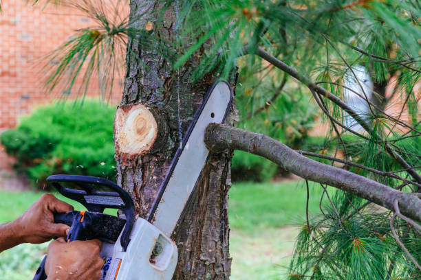 Why Choose Our Tree Removal Services in Metter, GA?